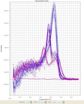 Chart showing qPCR melting curves on a StepOnePlus thermocycler